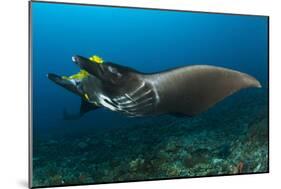 The Reef Manta Ray with Yellow Pilot Fish in Front of its Mouth-null-Mounted Photographic Print