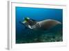 The Reef Manta Ray with Yellow Pilot Fish in Front of its Mouth-null-Framed Photographic Print