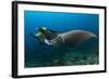 The Reef Manta Ray with Yellow Pilot Fish in Front of its Mouth-null-Framed Photographic Print