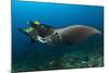 The Reef Manta Ray with Yellow Pilot Fish in Front of its Mouth-null-Mounted Photographic Print