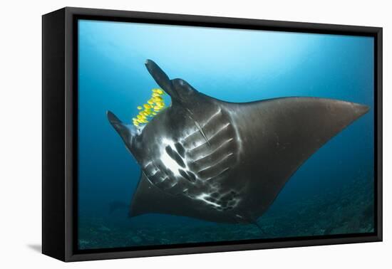 The Reef Manta Ray with Yellow Pilot Fish in Front of its Mouth-null-Framed Stretched Canvas