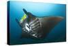 The Reef Manta Ray with Yellow Pilot Fish in Front of its Mouth-null-Stretched Canvas