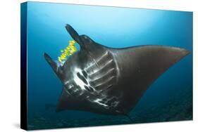 The Reef Manta Ray with Yellow Pilot Fish in Front of its Mouth-null-Stretched Canvas