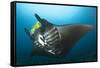The Reef Manta Ray with Yellow Pilot Fish in Front of its Mouth-null-Framed Stretched Canvas