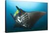 The Reef Manta Ray with Yellow Pilot Fish in Front of its Mouth-null-Stretched Canvas