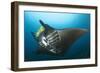 The Reef Manta Ray with Yellow Pilot Fish in Front of its Mouth-null-Framed Photographic Print