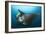 The Reef Manta Ray with Yellow Pilot Fish in Front of its Mouth-null-Framed Photographic Print