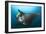 The Reef Manta Ray with Yellow Pilot Fish in Front of its Mouth-null-Framed Photographic Print