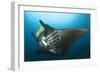 The Reef Manta Ray with Yellow Pilot Fish in Front of its Mouth-null-Framed Photographic Print