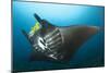 The Reef Manta Ray with Yellow Pilot Fish in Front of its Mouth-null-Mounted Photographic Print