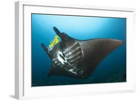 The Reef Manta Ray with Yellow Pilot Fish in Front of its Mouth-null-Framed Photographic Print