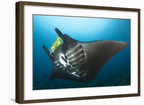 The Reef Manta Ray with Yellow Pilot Fish in Front of its Mouth-null-Framed Photographic Print