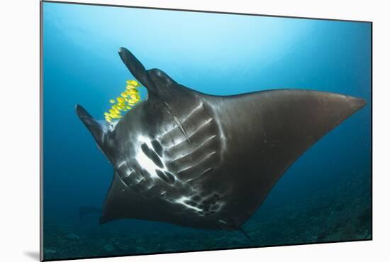 The Reef Manta Ray with Yellow Pilot Fish in Front of its Mouth-null-Mounted Photographic Print