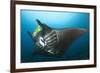 The Reef Manta Ray with Yellow Pilot Fish in Front of its Mouth-null-Framed Photographic Print
