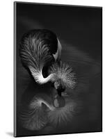 The Reflection-C.S.Tjandra-Mounted Photographic Print