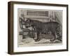 The Regimental Pet of the Royal Madras Fusiliers-Samuel John Carter-Framed Giclee Print