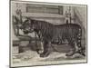 The Regimental Pet of the Royal Madras Fusiliers-Samuel John Carter-Mounted Giclee Print