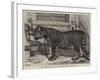 The Regimental Pet of the Royal Madras Fusiliers-Samuel John Carter-Framed Giclee Print