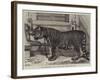 The Regimental Pet of the Royal Madras Fusiliers-Samuel John Carter-Framed Giclee Print
