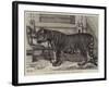 The Regimental Pet of the Royal Madras Fusiliers-Samuel John Carter-Framed Giclee Print