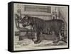 The Regimental Pet of the Royal Madras Fusiliers-Samuel John Carter-Framed Stretched Canvas