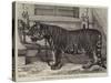 The Regimental Pet of the Royal Madras Fusiliers-Samuel John Carter-Stretched Canvas