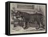 The Regimental Pet of the Royal Madras Fusiliers-Samuel John Carter-Framed Stretched Canvas