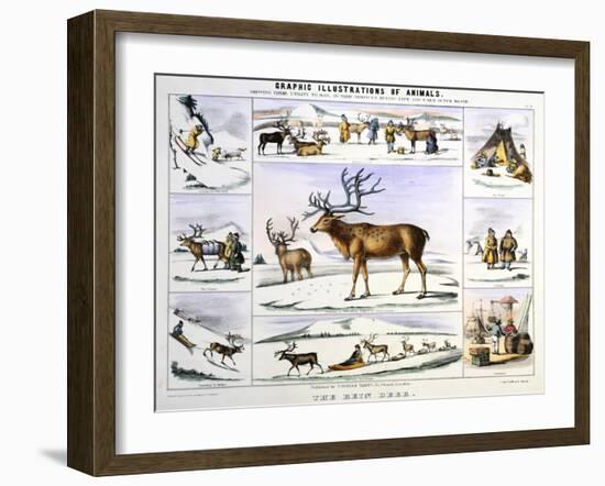 The Rein Deer, C1850-Benjamin Waterhouse Hawkins-Framed Premium Giclee Print