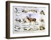 The Rein Deer, C1850-Benjamin Waterhouse Hawkins-Framed Premium Giclee Print