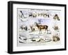 The Rein Deer, C1850-Benjamin Waterhouse Hawkins-Framed Premium Giclee Print