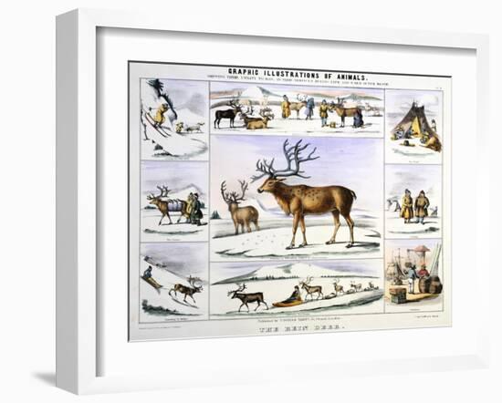 The Rein Deer, C1850-Benjamin Waterhouse Hawkins-Framed Premium Giclee Print