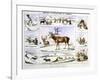 The Rein Deer, C1850-Benjamin Waterhouse Hawkins-Framed Giclee Print