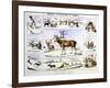 The Rein Deer, C1850-Benjamin Waterhouse Hawkins-Framed Giclee Print