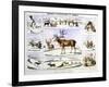 The Rein Deer, C1850-Benjamin Waterhouse Hawkins-Framed Giclee Print