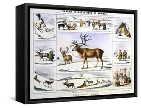 The Rein Deer, C1850-Benjamin Waterhouse Hawkins-Framed Stretched Canvas