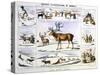 The Rein Deer, C1850-Benjamin Waterhouse Hawkins-Stretched Canvas