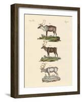 The Reindeer-null-Framed Giclee Print