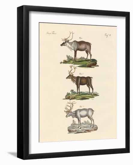 The Reindeer-null-Framed Giclee Print