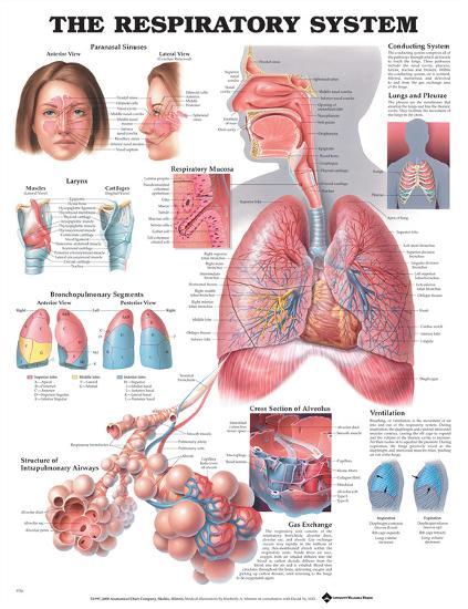 The Respiratory System Anatomical Chart Poster-null-Lamina Framed Poster