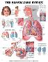 The Respiratory System Anatomical Chart Poster-null-Lamina Framed Poster