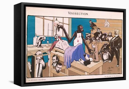 The Revenge of the Animals, Caricature of Vivisection, 1909-null-Framed Stretched Canvas