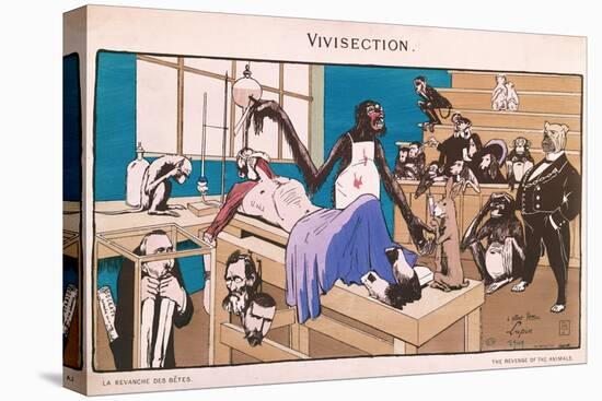 The Revenge of the Animals, Caricature of Vivisection, 1909-null-Stretched Canvas