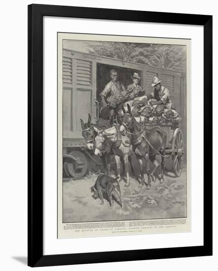 The Revival of Trade in Jamaica, Loading Bananas on the Railway-William T. Maud-Framed Giclee Print