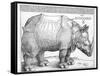 The Rhinoceros, 1515-Albrecht Dürer-Framed Stretched Canvas