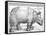 The Rhinoceros, 1515-Frank Cadogan Cowper-Framed Stretched Canvas