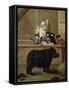 The Rhinoceros, 1751-Pietro Longhi-Framed Stretched Canvas