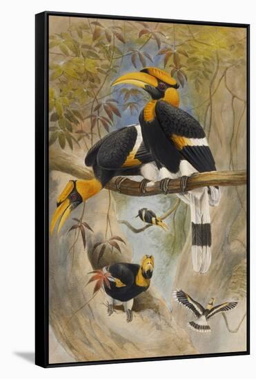 The Rhinoceros Hornbill, Buceros Rhinoceros, Zoological Sketches, 1856-Joseph Wolf-Framed Stretched Canvas