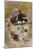 The Rhinoceros Hornbill, Buceros Rhinoceros, Zoological Sketches, 1856-Joseph Wolf-Mounted Giclee Print