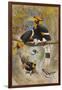 The Rhinoceros Hornbill, Buceros Rhinoceros, Zoological Sketches, 1856-Joseph Wolf-Framed Giclee Print