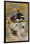 The Rhinoceros Hornbill, Buceros Rhinoceros, Zoological Sketches, 1856-Joseph Wolf-Framed Giclee Print